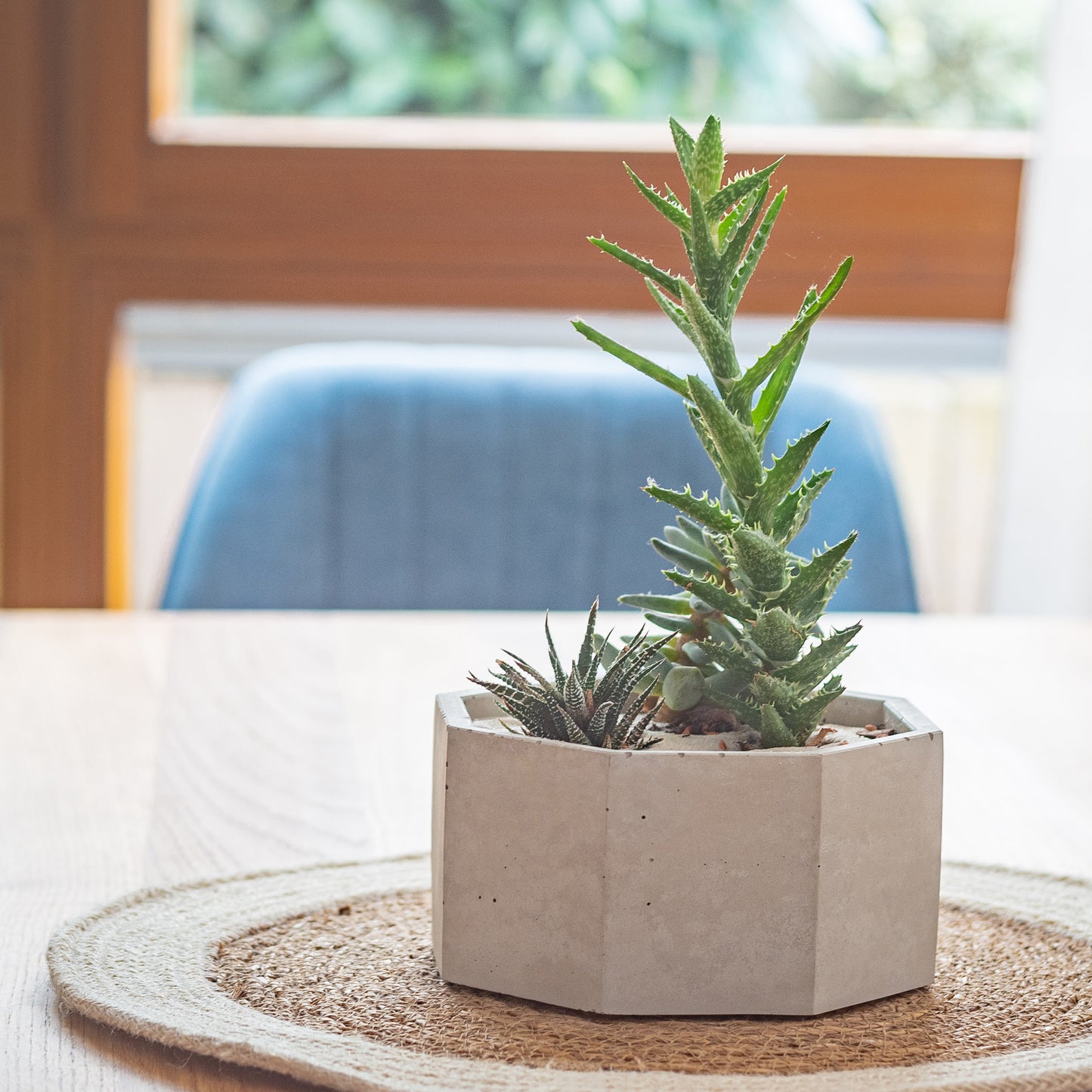 Pflanzschale aus Beton, Übertopf Beton für Zimmerpflanzen, Kakteen und Sukkulenten. Wenn möglich eher niedrige Pflanzen wählen, damit die Tischdeko nicht zu hoch wird. Auch eine Bepflanzung ausschließlich mit Kakteen sieht super aus. Für den Endschliff die Erde einfach mit etwas Quarzsand bedecken.  